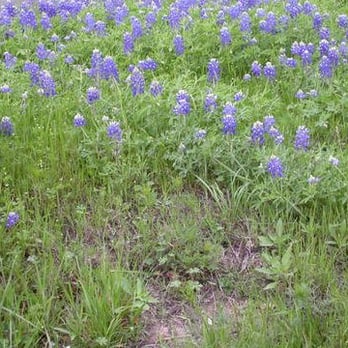 Walnut Creek-Walnut Bluffs Trailhead - Wildflowers at Walnut Creek - Hiking Near Me - Austin, Texas