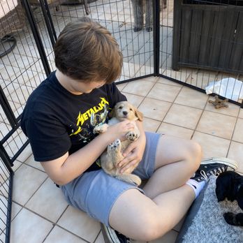 Lakeforest Doodles - Pet Breeders Near Me Lakeforest Doodles - Pet Breeders Near Me