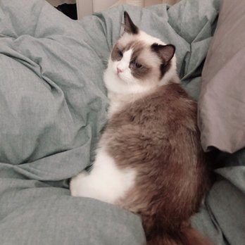 AdorableDolls Ragdolls - Zara - Pet Breeders Near Me AdorableDolls Ragdolls - Zara - Pet Breeders Near Me