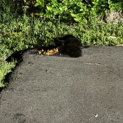 Econo Lodge Battleboro - Rocky Mount I-95 - Kittens behind here. Look abandoned and are starving.