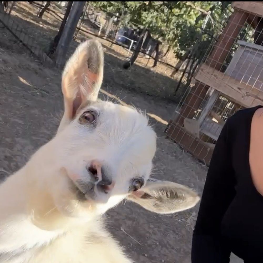 Back-to-Eden Ranch - Baby Goat - Attraction Farms Near Me - Gilroy, California Back-to-Eden Ranch - Baby Goat - Attraction Farms Near Me - Gilroy, California