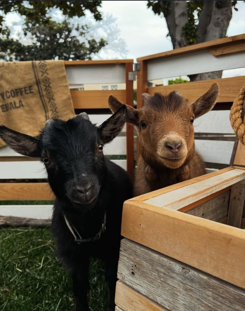 Experience Fable Logo