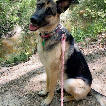 K911! - I'm finally able to take her hiking with me - Pet Training Near Me