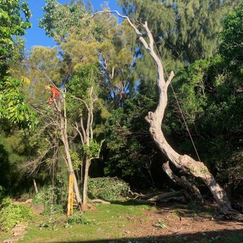 Tree Bulls - Tree Services Near Me Tree Bulls - Tree Services Near Me