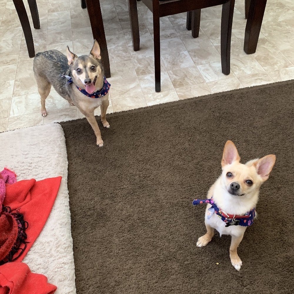 Happy Tails Dog Spa - Happy doggos every time they leave from here :D - Pet Groomers Near Me - Torrance, California