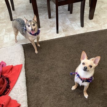 Happy Tails Dog Spa - Happy doggos every time they leave from here :D - Pet Groomers Near Me - Torrance, California