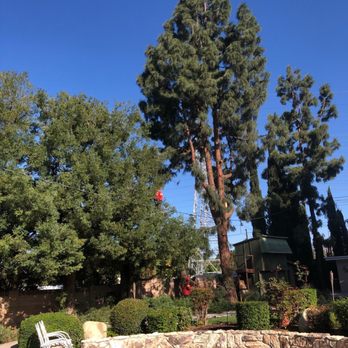Rancho Tree Care - Phase 2 - Tree Services Near Me