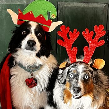 Dairy Queen Grill & Chill - Merry early Christmas! - Ice Cream & Frozen Yogurt Near Me - Silver City, New Mexico Dairy Queen Grill & Chill - Merry early Christmas! - Ice Cream & Frozen Yogurt Near Me - Silver City, New Mexico