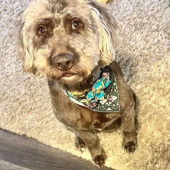 Barks & Bubbles - Rowan all groomed - Pet Groomers Near Me Barks & Bubbles - Rowan all groomed - Pet Groomers Near Me