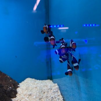 Southwest Reef Company - Black & White Clownfish - Pet Stores Near Me - Albuquerque, New Mexico Southwest Reef Company - Black & White Clownfish - Pet Stores Near Me - Albuquerque, New Mexico