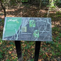 Dismal Swamp State Park