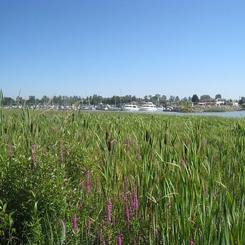 Deas Island Regional Park - Reeds and boggy bits - Parks Near Me - Delta, British Columbia