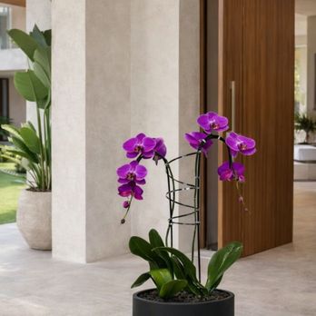 Orchids Arrangements - Purple Orchids Arrangement - Delivery Orchid Same Day - Florists Near Me - Miami, Florida Orchids Arrangements - Purple Orchids Arrangement - Delivery Orchid Same Day - Florists Near Me - Miami, Florida