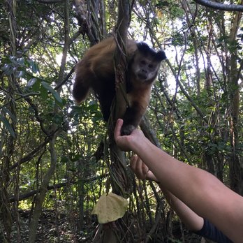 Monkey Jungle - Capuchin - Zoos Near Me - Miami, Florida
