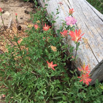 Desolation Wilderness - Wildflowers in some of the Meadows - Hiking Near Me