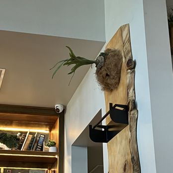 The Goat & Vine - My favorite "succulent" - Pizza Near Me - Temecula, California The Goat & Vine - My favorite "succulent" - Pizza Near Me - Temecula, California
