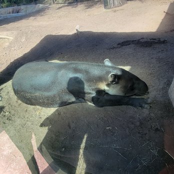 Elephant Odyssey - Tapir - Zoos Near Me - San Diego, California