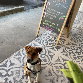 Caffeinated Bakery - a dog sitting in front of a sign - Coffee & Tea Near Me - Clearwater, Florida Caffeinated Bakery - a dog sitting in front of a sign - Coffee & Tea Near Me - Clearwater, Florida