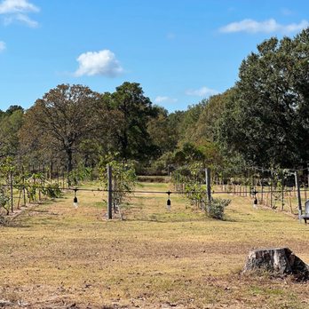 DeepRoots Vineyards - Winery - Music Venues Near Me - Plantersville, Texas