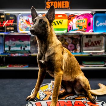 Luna’s Palace Smoke Shop - Luna!!! - Vape Shops Near Me - Naples, Florida Luna’s Palace Smoke Shop - Luna!!! - Vape Shops Near Me - Naples, Florida