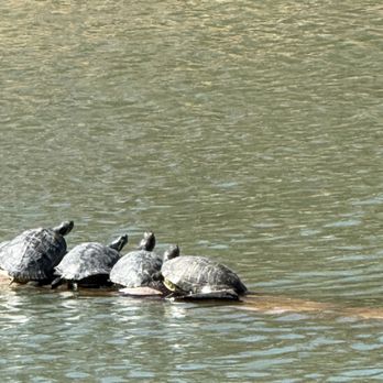 Agua Caliente Park - Parks Near Me - Tucson, Arizona
