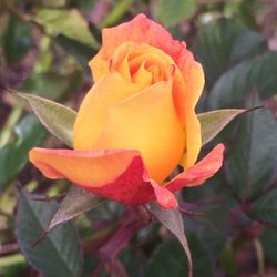 City of East Palo Alto - Rose for the day ..!!..:)
