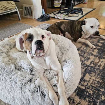 Animal Medical Clinic - Isis & Mason - Veterinarians Near Me - Springfield, Illinois Animal Medical Clinic - Isis & Mason - Veterinarians Near Me - Springfield, Illinois