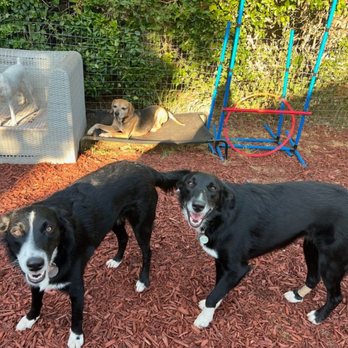 Dog Sitting by Ally - Pet Boarding Near Me
