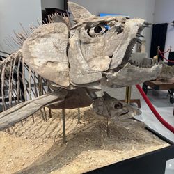 The Coop Mineral and Fossil Gallery - Fish fossil