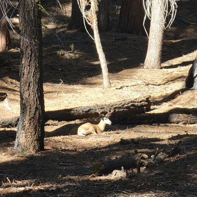 Tharp's Log by null