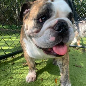 Natural Breed Kennels Resort - Pet Boarding Near Me - Midland, North Carolina