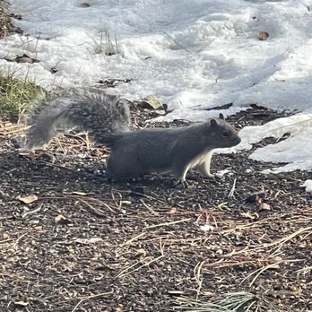 WorldMark South Shore - Adorable grey squirrel - Hotels Near Me - Zephyr Cove, Nevada WorldMark South Shore - Adorable grey squirrel - Hotels Near Me - Zephyr Cove, Nevada