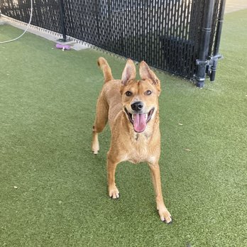 Comal Pet Hospital & Resort - Veterinarians Near Me - New Braunfels, Texas Comal Pet Hospital & Resort - Veterinarians Near Me - New Braunfels, Texas