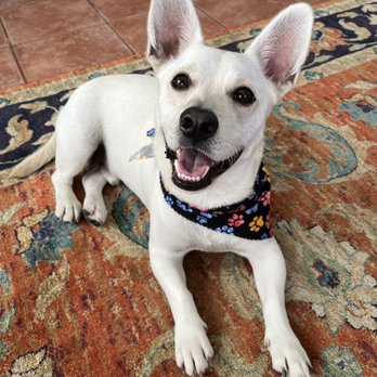 Bornagain Pet Salon - Pet Groomers Near Me - Trabuco Canyon, California