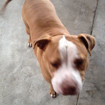 Eastside Petsitters - Stinky - Dog Walkers Near Me - Los Angeles, California Eastside Petsitters - Stinky - Dog Walkers Near Me - Los Angeles, California