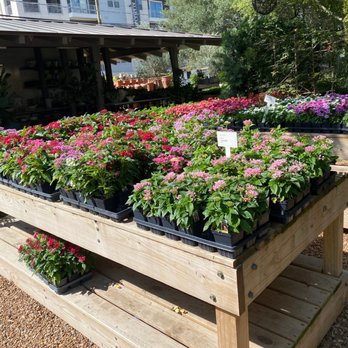 Thompson + Hanson - Pentas - Nurseries & Gardening Near Me - Houston, Texas