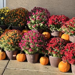 Albertsons Market - Fall is in the air!