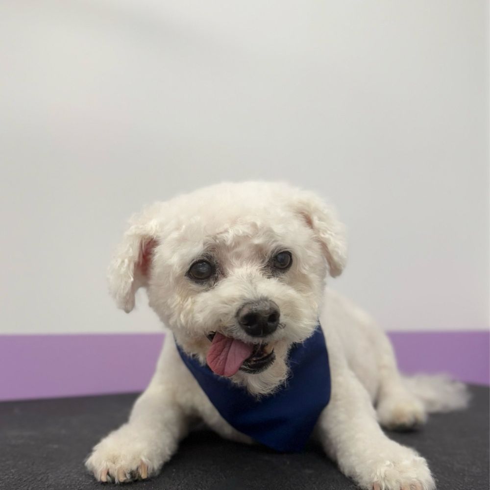 Pawssentials - Pet Groomers Near Me - Milpitas, California