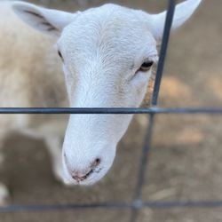 Aw Shucks Corn Maze & Pumpkin Patch - Auntie Sheep