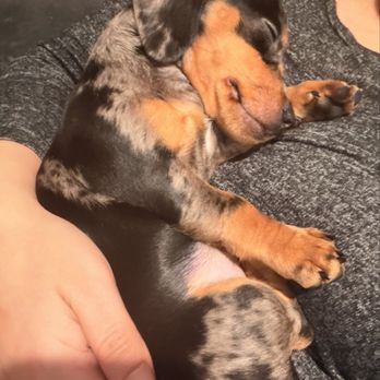 Longdox Mini Dachsunds - Pup - Pet Breeders Near Me