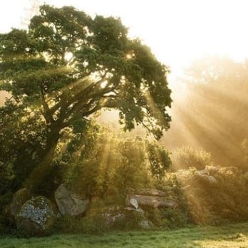 Arbor-Pro - Tree Services Near Me - Williston Park, New York