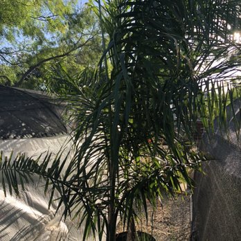 GroMore Gardens - Queen's palm - Nurseries & Gardening Near Me - Devine, Texas GroMore Gardens - Queen's palm - Nurseries & Gardening Near Me - Devine, Texas