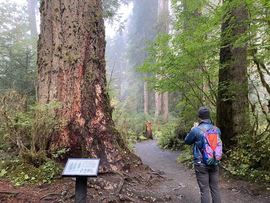 Hoh Rain Forest by null
