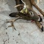 Photo of Stotler’s Deer Processing