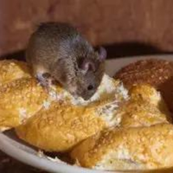 D & T Pest and Termite Control