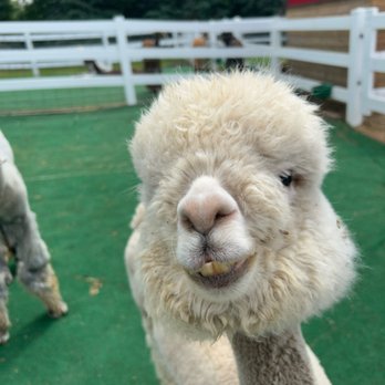 Eagle Eye Farm - Sweet alpaca face...look at those teeth! - Farms Near Me - River Falls, Wisconsin Eagle Eye Farm - Sweet alpaca face...look at those teeth! - Farms Near Me - River Falls, Wisconsin