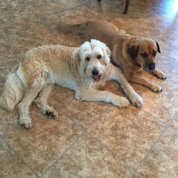 Forked River Animal Hosp - My fur babies .,Cooper & Belle - Veterinarians Near Me - Lacey Township, New Jersey