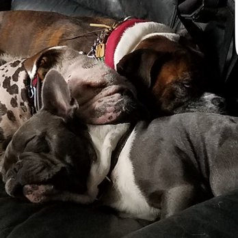 VooDoo Dogs - Night night - Dog Walkers Near Me VooDoo Dogs - Night night - Dog Walkers Near Me