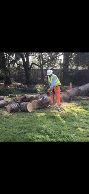 We Provide Tree Removal and Cutting Services! - We provide quick and efficient tree services for both residential and commercial. All of are rates are fair and affordable! Text me for a quote at 6197708727! We Provide Tree Removal and Cutting Services! - We provide quick and efficient tree services for both residential and commercial. All of are rates are fair and affordable! Text me for a quote at 6197708727!