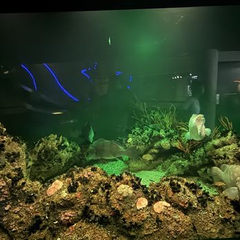 National Aquarium - Aquariums Near Me - Baltimore, Maryland National Aquarium - Aquariums Near Me - Baltimore, Maryland